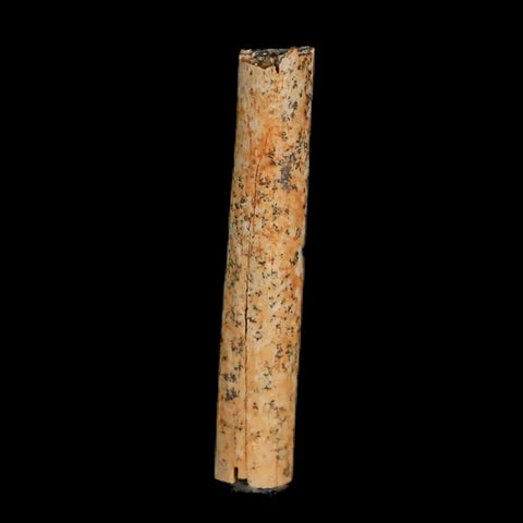 1.1" Hadrosaur Dinosaur Tendon Fossil Lance Creek FM Cretaceous WY COA Display - Fossil Age Minerals