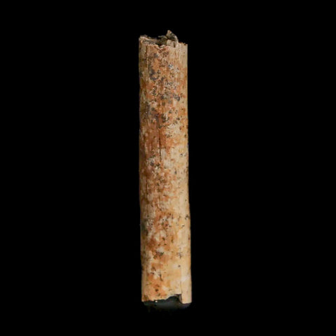 1.1" Hadrosaur Dinosaur Tendon Fossil Lance Creek FM Cretaceous WY COA Display - Fossil Age Minerals