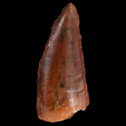 0.9 Abelisaur Serrated Tooth Fossil Cretaceous Age Dinosaur Morocco COA, Display - Fossil Age Minerals