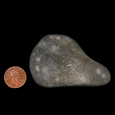 2.8" Sauropod Dinosaur Stomach Stone Gastrolith Rock Gizzard Stone COA - Fossil Age Minerals