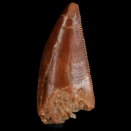 0.8" Abelisaur Serrated Tooth Fossil Cretaceous Age Dinosaur Morocco COA, Display