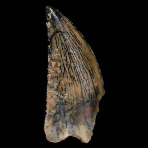 0.7 Abelisaur Serrated Tooth Fossil Cretaceous Age Dinosaur Morocco COA, Display - Fossil Age Minerals