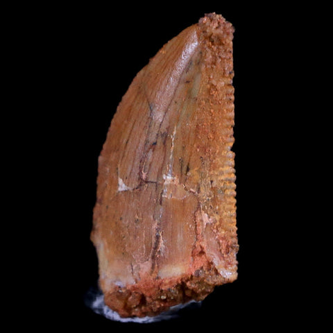 0.5" Abelisaur Serrated Tooth Fossil Cretaceous Age Dinosaur Morocco COA, Display - Fossil Age Minerals