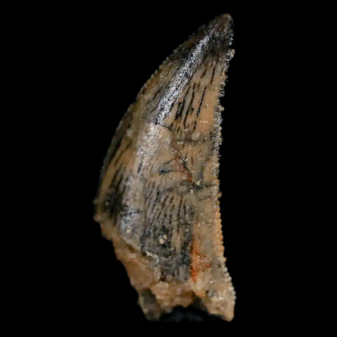 0.7 Abelisaur Serrated Tooth Fossil Cretaceous Age Dinosaur Morocco COA, Display - Fossil Age Minerals