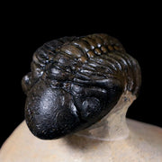 2.5" Reedops Cephalotes Trilobite Fossil Morocco Devonian Age 400 Mil Yrs Old COA
