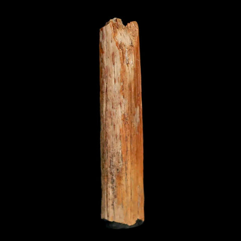 1.3" Hadrosaur Dinosaur Tendon Fossil Lance Creek FM Cretaceous WY COA Display - Fossil Age Minerals