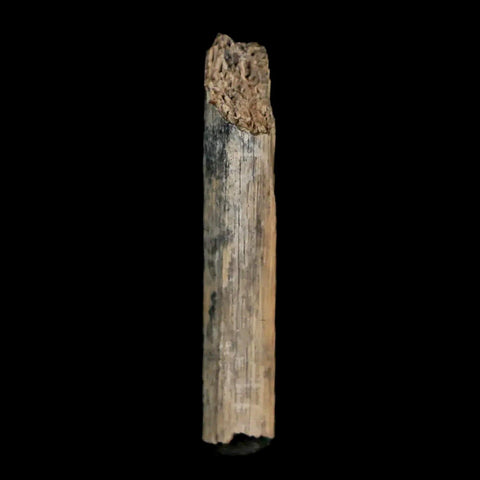 1.1" Hadrosaur Dinosaur Tendon Fossil Lance Creek FM Cretaceous WY COA Display - Fossil Age Minerals