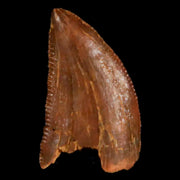 0.6 Abelisaur Serrated Tooth Fossil Cretaceous Age Dinosaur Morocco COA, Display