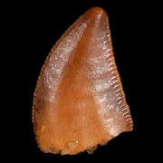 0.3 Abelisaur Serrated Tooth Fossil Cretaceous Age Dinosaur Morocco COA, Display