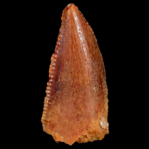 0.6" Abelisaur Serrated Tooth Fossil Cretaceous Age Dinosaur Morocco COA, Display - Fossil Age Minerals