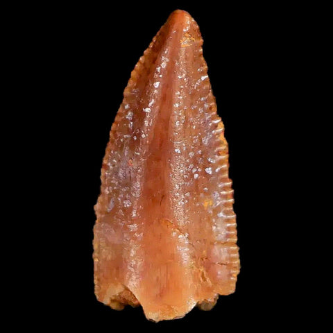 0.6" Abelisaur Serrated Tooth Fossil Cretaceous Age Dinosaur Morocco COA, Display - Fossil Age Minerals