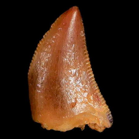 0.3 Abelisaur Serrated Tooth Fossil Cretaceous Age Dinosaur Morocco COA, Display