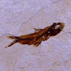 Hemisaurida Fish