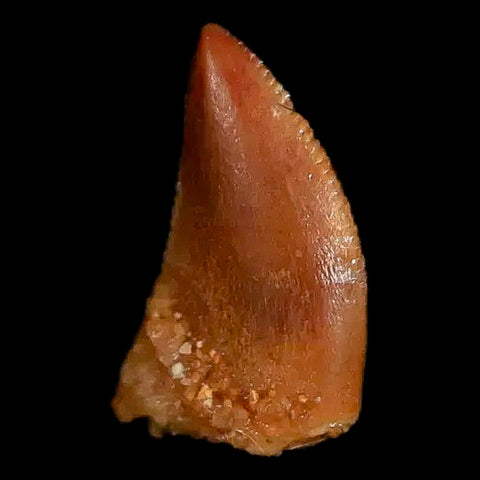 0.3" Abelisaur Serrated Tooth Fossil Cretaceous Age Dinosaur Morocco COA, Display - Fossil Age Minerals