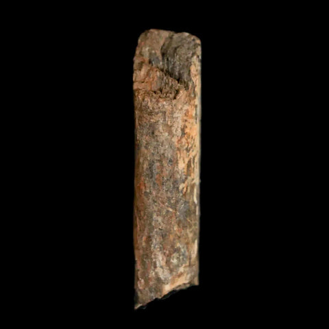 0.9" Hadrosaur Dinosaur Tendon Fossil Lance Creek FM Cretaceous WY COA Display - Fossil Age Minerals