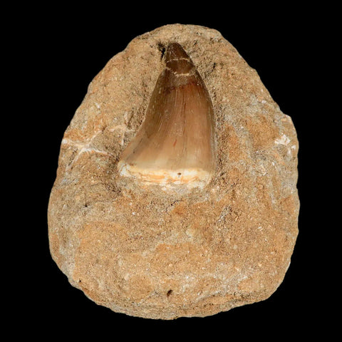 1.9" Mosasaur Prognathodon Fossil Tooth In Matrix Cretaceous Dinosaur Era COA - Fossil Age Minerals