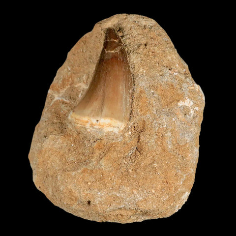 1.9" Mosasaur Prognathodon Fossil Tooth In Matrix Cretaceous Dinosaur Era COA - Fossil Age Minerals