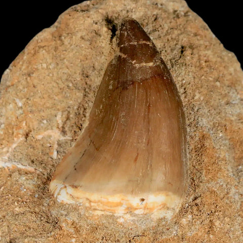 1.9" Mosasaur Prognathodon Fossil Tooth In Matrix Cretaceous Dinosaur Era COA - Fossil Age Minerals