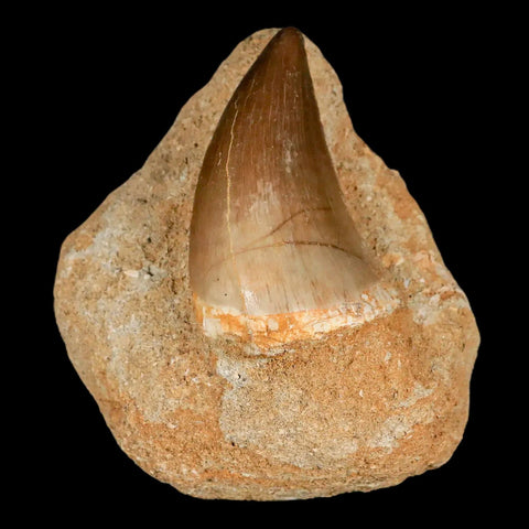 XL 2.1" Mosasaur Prognathodon Fossil Tooth In Matrix Cretaceous Dinosaur Era COA - Fossil Age Minerals