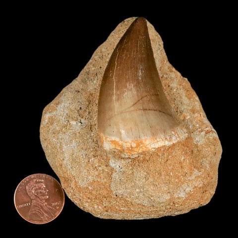 XL 2.1" Mosasaur Prognathodon Fossil Tooth In Matrix Cretaceous Dinosaur Era COA - Fossil Age Minerals