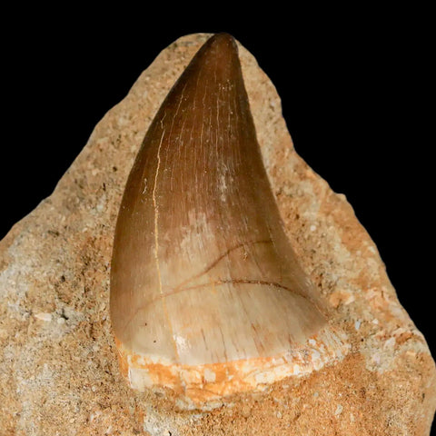 XL 2.1" Mosasaur Prognathodon Fossil Tooth In Matrix Cretaceous Dinosaur Era COA - Fossil Age Minerals