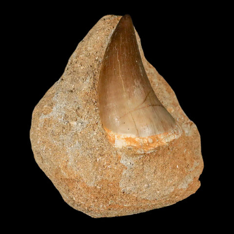 XL 2.1" Mosasaur Prognathodon Fossil Tooth In Matrix Cretaceous Dinosaur Era COA - Fossil Age Minerals