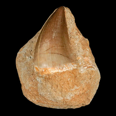 XL 2.1" Mosasaur Prognathodon Fossil Tooth In Matrix Cretaceous Dinosaur Era COA - Fossil Age Minerals