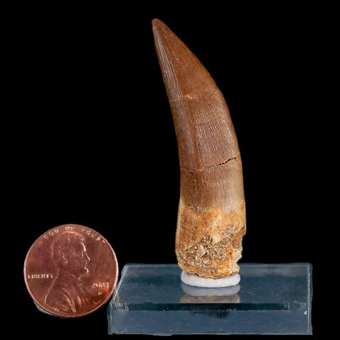 XL 2.1" Plesiosaur Zarafasaura Tooth Fossil Cretaceous Dinosaur Era COA, Stand - Fossil Age Minerals