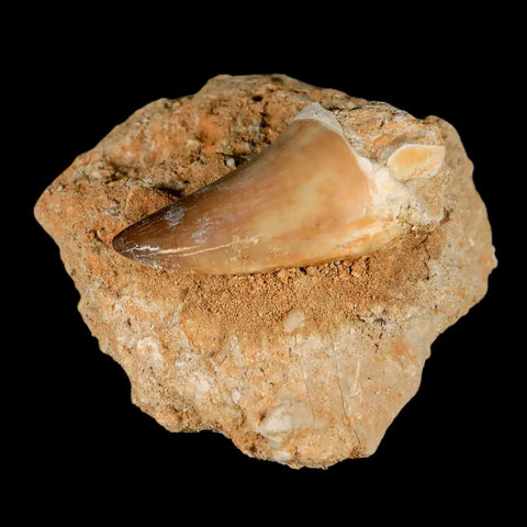 XL 2.2" Mosasaur Prognathodon Fossil Tooth In Matrix Cretaceous Dinosaur Era COA - Fossil Age Minerals