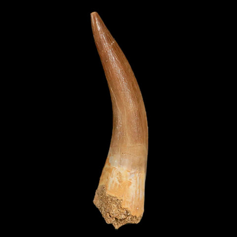 XL 2.2" Plesiosaur Zarafasaura Tooth Fossil Cretaceous Dinosaur Era COA, Stand - Fossil Age Minerals