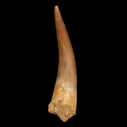 XL 2.2" Plesiosaur Zarafasaura Tooth Fossil Cretaceous Dinosaur Era COA, Stand - Fossil Age Minerals