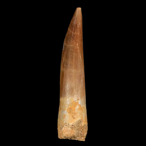 XL 2.2" Plesiosaur Zarafasaura Tooth Fossil Cretaceous Dinosaur Era COA, Stand - Fossil Age Minerals