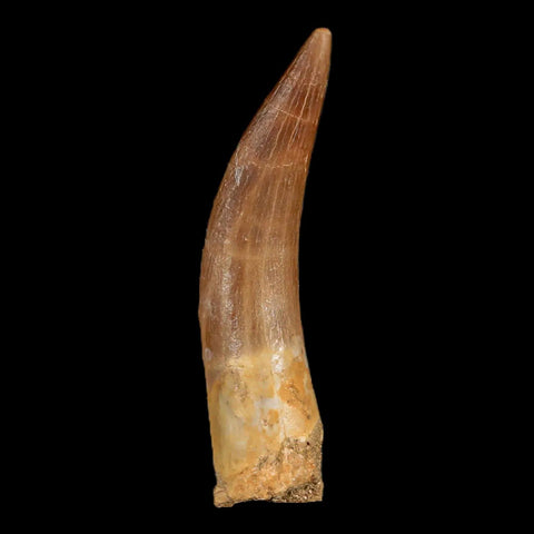 XL 2.2" Plesiosaur Zarafasaura Tooth Fossil Cretaceous Dinosaur Era COA, Stand - Fossil Age Minerals