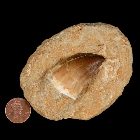 1.7" Mosasaur Prognathodon Fossil Tooth In Matrix Cretaceous Dinosaur Era COA - Fossil Age Minerals