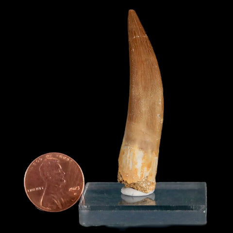 XL 2.2" Plesiosaur Zarafasaura Tooth Fossil Cretaceous Dinosaur Era COA, Stand - Fossil Age Minerals