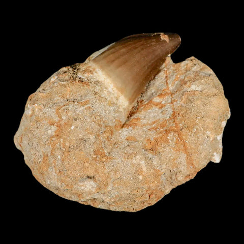 1.7" Mosasaur Prognathodon Fossil Tooth In Matrix Cretaceous Dinosaur Era COA - Fossil Age Minerals