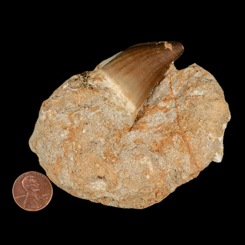 1.7" Mosasaur Prognathodon Fossil Tooth In Matrix Cretaceous Dinosaur Era COA - Fossil Age Minerals