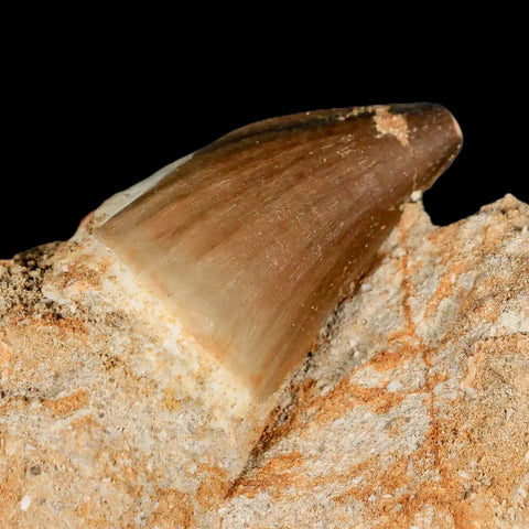 1.7" Mosasaur Prognathodon Fossil Tooth In Matrix Cretaceous Dinosaur Era COA - Fossil Age Minerals