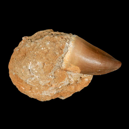 1.9" Mosasaur Prognathodon Fossil Tooth In Matrix Cretaceous Dinosaur Era COA