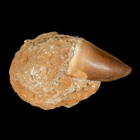 1.9" Mosasaur Prognathodon Fossil Tooth In Matrix Cretaceous Dinosaur Era COA - Fossil Age Minerals