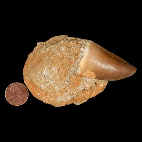 1.9" Mosasaur Prognathodon Fossil Tooth In Matrix Cretaceous Dinosaur Era COA - Fossil Age Minerals