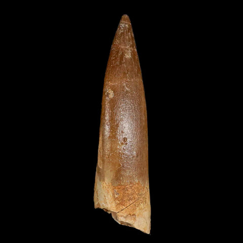 XL 2.2" Plesiosaur Zarafasaura Tooth Fossil Cretaceous Dinosaur Era COA, Stand - Fossil Age Minerals