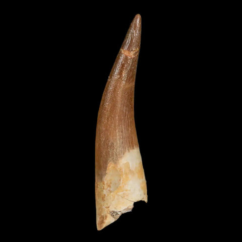 XL 2.2" Plesiosaur Zarafasaura Tooth Fossil Cretaceous Dinosaur Era COA, Stand - Fossil Age Minerals