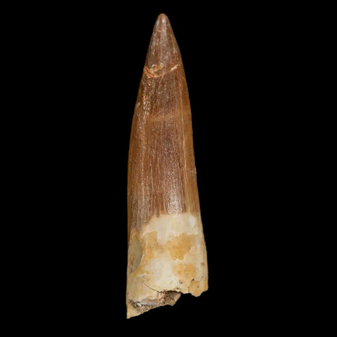 XL 2.2" Plesiosaur Zarafasaura Tooth Fossil Cretaceous Dinosaur Era COA, Stand - Fossil Age Minerals