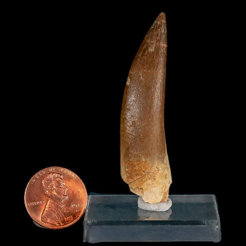 XL 2.2" Plesiosaur Zarafasaura Tooth Fossil Cretaceous Dinosaur Era COA, Stand - Fossil Age Minerals