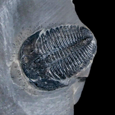 0.7" Elrathia Kingi Trilobite Fossil In Matrix House Range Utah Cambrian Age COA - Fossil Age Minerals