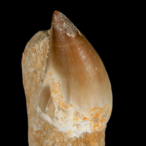 1.8" Mosasaur Prognathodon Fossil Tooth In Matrix Cretaceous Dinosaur Era COA - Fossil Age Minerals