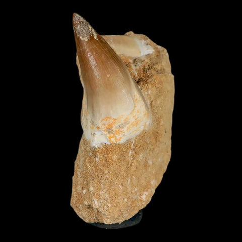 1.8" Mosasaur Prognathodon Fossil Tooth In Matrix Cretaceous Dinosaur Era COA - Fossil Age Minerals