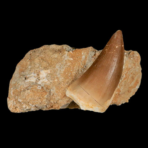 XL 2.1" Mosasaur Prognathodon Fossil Tooth In Matrix Cretaceous Dinosaur Era COA - Fossil Age Minerals