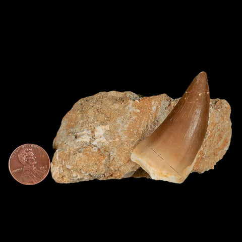 XL 2.1" Mosasaur Prognathodon Fossil Tooth In Matrix Cretaceous Dinosaur Era COA - Fossil Age Minerals